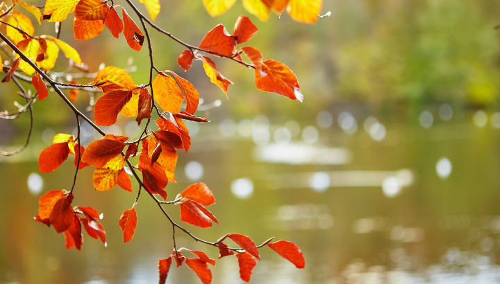 Couleurs d'automne au Bois de Soeuvres